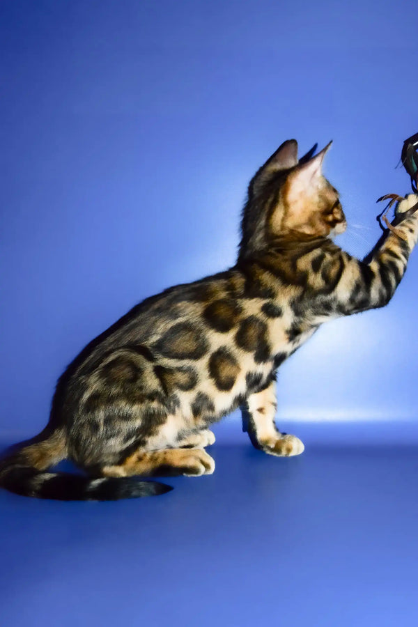 Oskar | bengal kitten