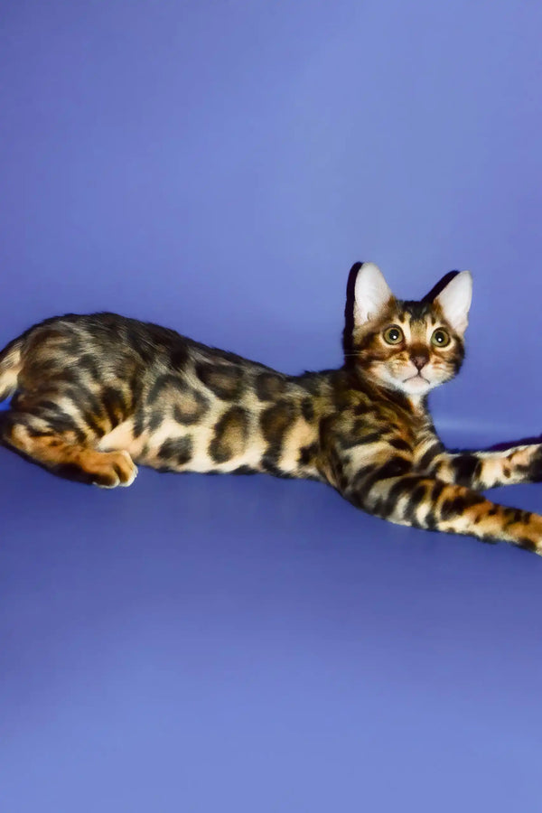 Oskar | bengal kitten
