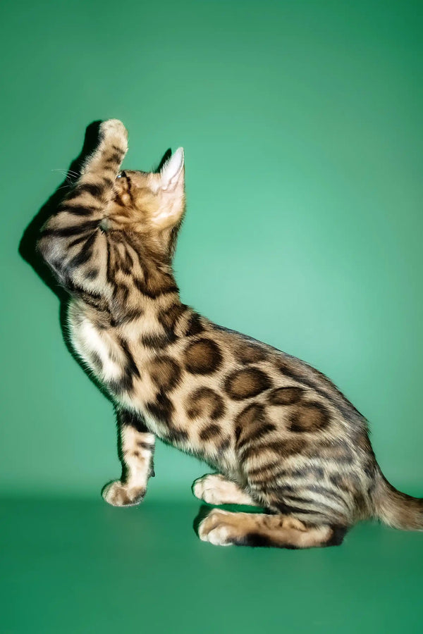 Oskar | bengal kitten