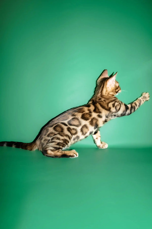 Oskar | bengal kitten