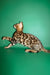 Oskar | bengal kitten