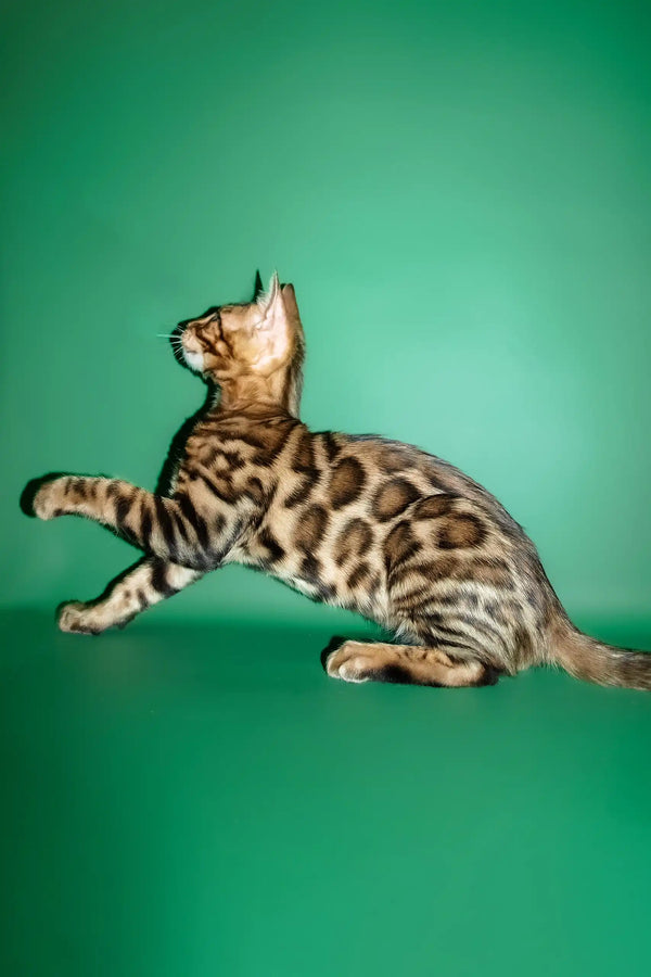 Oskar | bengal kitten