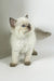 Oskar | british shorthair kitten