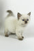 Oskar | british shorthair kitten
