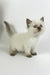 Oskar | british shorthair kitten