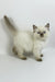 Oskar | british shorthair kitten