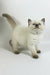 Oskar | british shorthair kitten