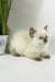 Oskar | british shorthair kitten