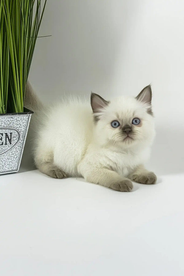 Oskar | british shorthair kitten