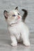 Adorable blue-eyed Oskar the Ragdoll Kitten looking super cute and playful