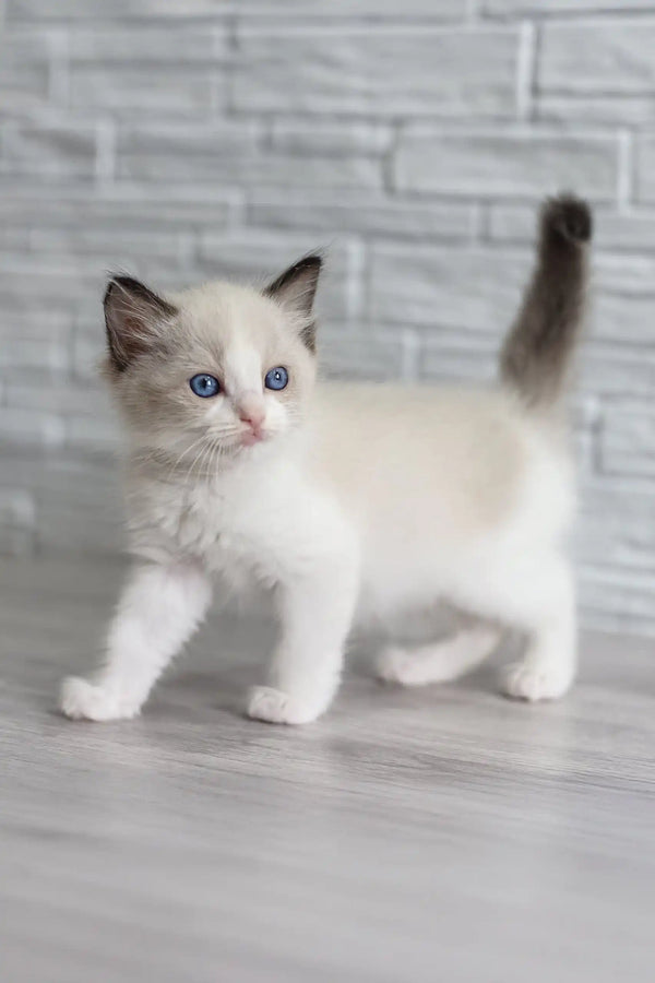 Blue-eyed Oskar the Ragdoll kitten with dark ears and tail looking adorable