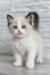 Fluffy white Ragdoll kitten Oskar with stunning blue eyes, super cute and playful