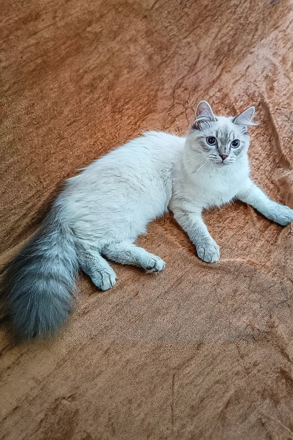 Fluffy Siberian Kitten Oskar, a white cat with blue eyes and a grey tail, lounging around