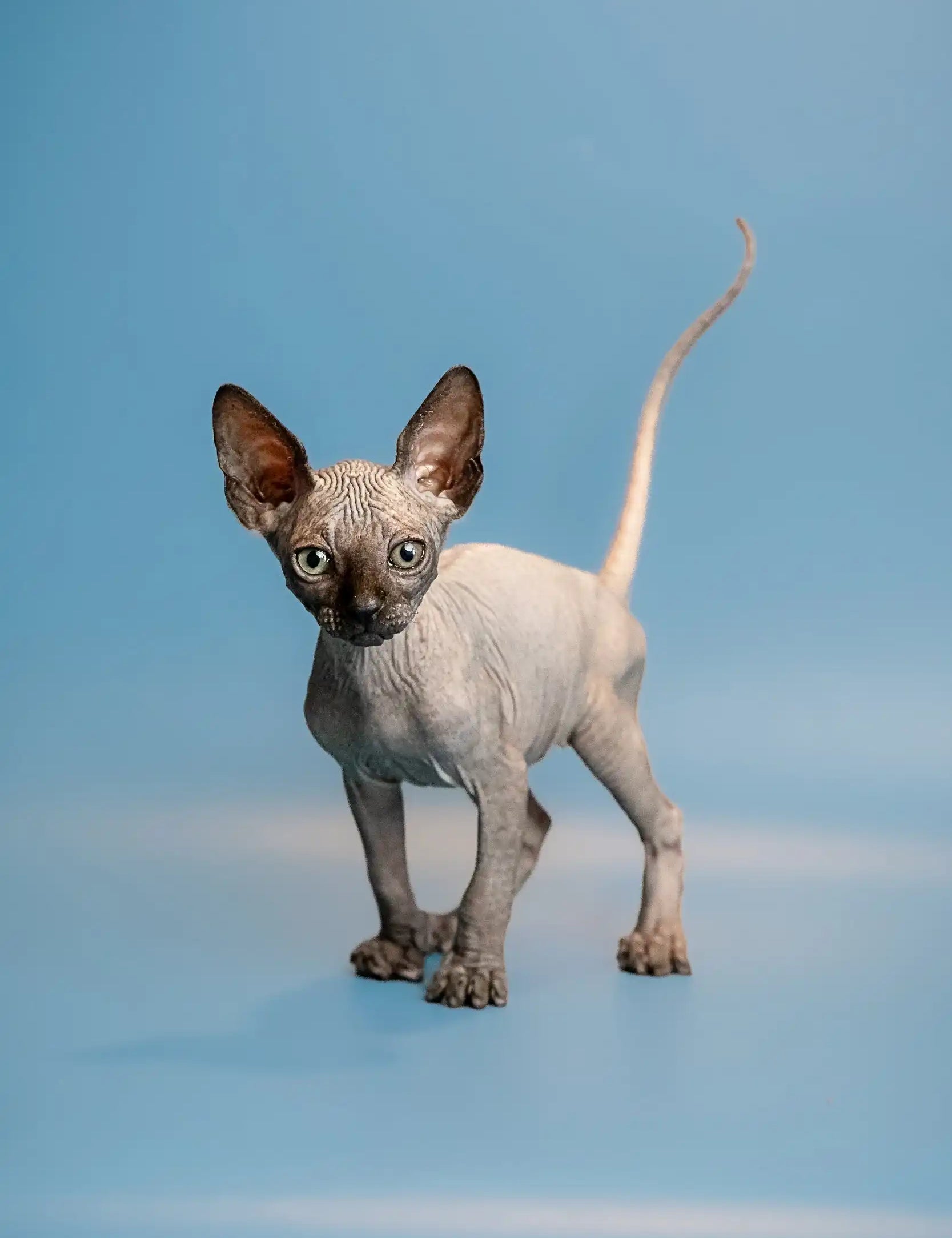 Hairless Sphynx Cats For Sale Find Your Dream Kitty Purebred Kitties