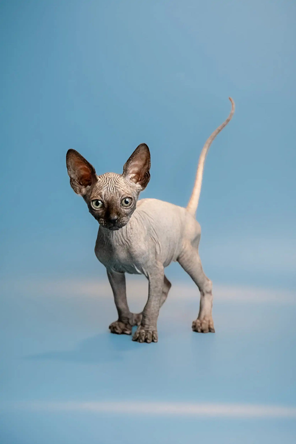 Hairless Sphynx Kittens for Sale Oskar | Kitten