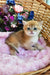 Ostin | british shorthair kitten