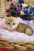 Ostin | british shorthair kitten