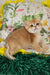 Ostin | british shorthair kitten