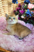 Ostin | british shorthair kitten