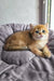 Ostin | british shorthair kitten