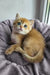 Ostin | british shorthair kitten