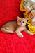 Ostin | british shorthair kitten