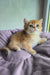 Ostin | british shorthair kitten