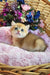 Ostin | british shorthair kitten