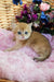 Ostin | british shorthair kitten