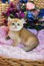 Ostin | british shorthair kitten