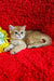 Ostin | british shorthair kitten