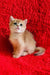 Ostin | british shorthair kitten