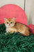 Ostin | british shorthair kitten