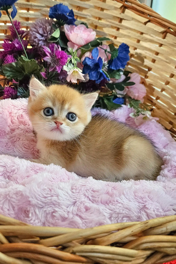 Ostin | british shorthair kitten
