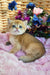 Ostin | british shorthair kitten