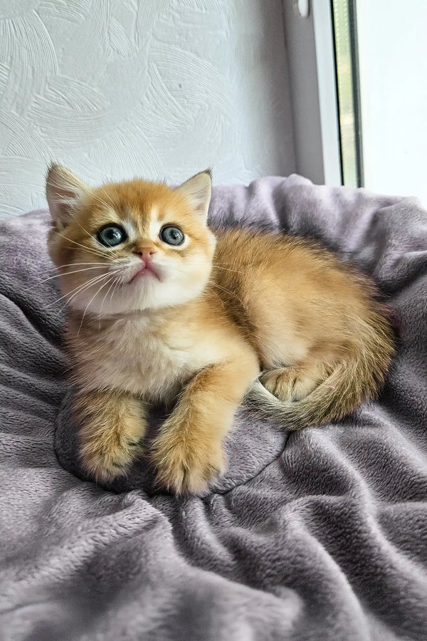 Ostin | british shorthair kitten