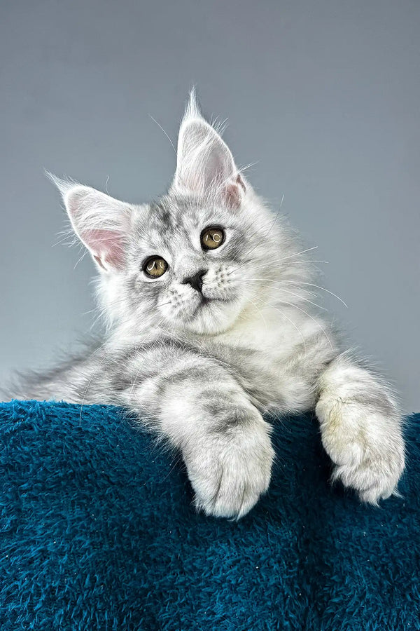 Ostin | maine coon kitten