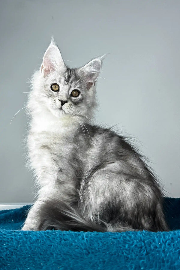 Ostin | maine coon kitten