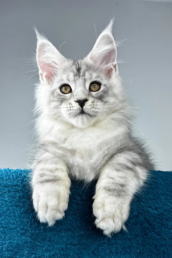 Ostin | maine coon kitten