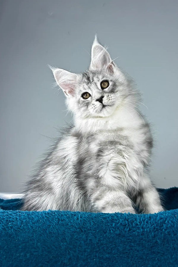 Ostin | maine coon kitten