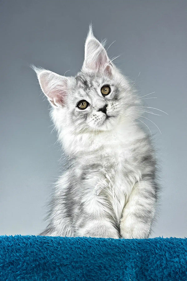 Ostin | maine coon kitten