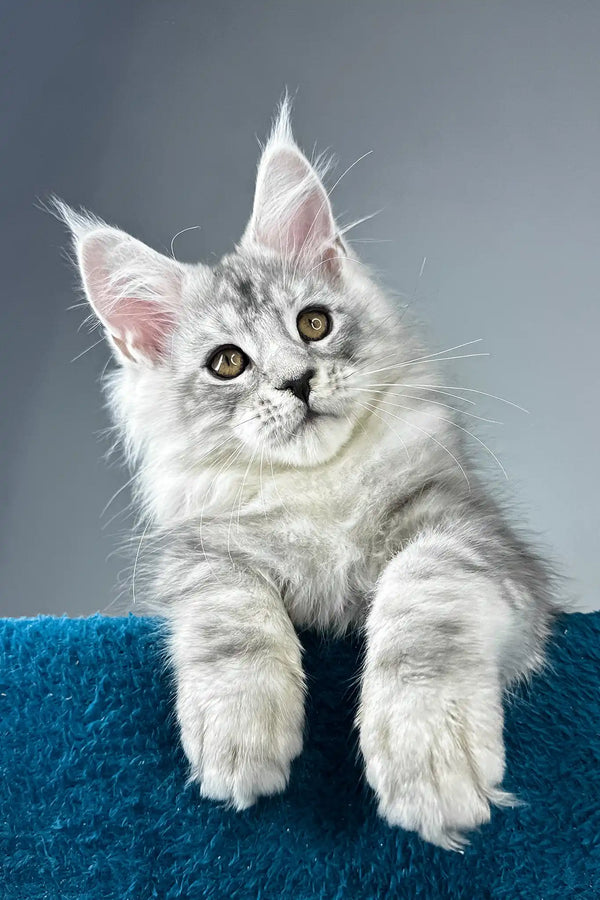 Ostin | maine coon kitten