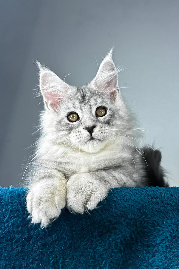 Ostin | maine coon kitten