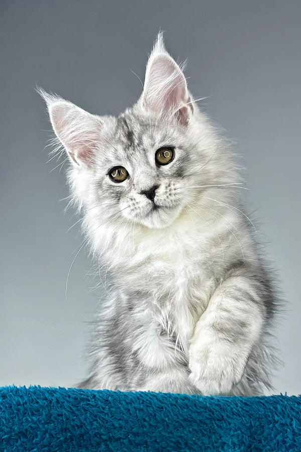 Ostin | maine coon kitten