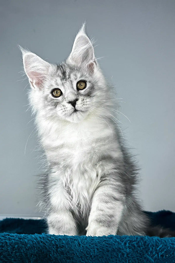 Ostin | maine coon kitten