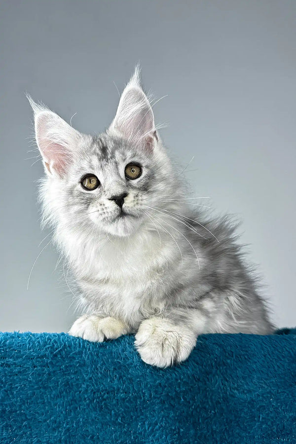 Ostin | maine coon kitten