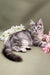 Gray tabby Maine Coon kitten with cute floral decorations for the Ostin product