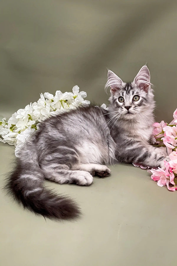 Gray tabby Maine Coon kitten with cute floral decorations for the Ostin product