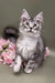 Gray and white Maine Coon kitten with big ears sitting among pink flowers