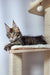 Maine Coon kitten relaxing on a cat tree platform in the Ostin product